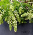 Kuru Fesleğen
